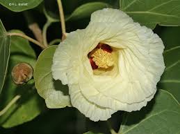 Image result for Thespesia