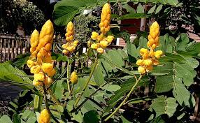 Image result for Dissotis alata