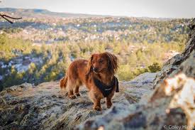 To access the details of the store (locations, store hours, website and current deals) click on the location or the store name. Dog Friendly Activities In Colorado Springs Visit Colorado Springs