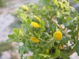 Image result for Grangea maderaspatana