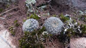 This service of photo report is not unique. Succseed Rebutia Narvaecensis Mn 528 Narvaez Tarija Bolivia