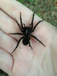 South carolina is the only state to have its own official. Carolina Wolf Spider Hogna Carolinensis Wolf Spider Spider Creepy Crawlies
