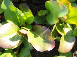 Bergenia thrives in almost any amount of sunlight, but partial shade is ideal. Baumschule Eggert Blutenstraucher Baumschulen Heckenpflanzen Bergenie Garten Bergenie Rotblum Bergenia Cordifolia Rotblum In Unserem Online Shop Gunstig Bestellen