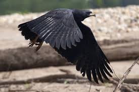 Big Black Bird With White Tail Feathers Great Black Hawk Mexico Through Central America To Peru Trinidad N Argentina Hawk Bird Black Hawk Bird Birds Of Prey