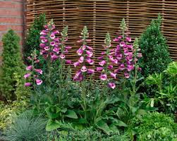 Image result for Digitalis purpurea