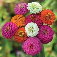Pin On Flowers Seeds