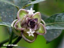 Image result for Psychotria articulata