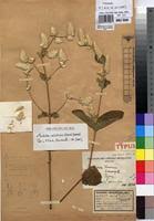 Image result for Pandiaka welwitschii