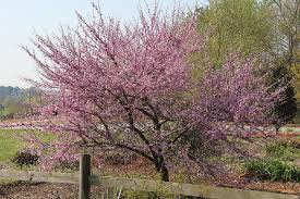 Purple flowering trees in michigan. What Are Those Purple Flowering Trees Native Redbud Or Invasive Paulownia