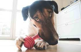 Search for veterinary credit cards with us Should You Pay A Vet Bill With A Credit Card Credit Com