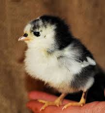 Making them great pets and egg layers alike for those whom delight in owning them. Australorp Wikiwand