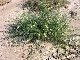 Image result for Tribulus zeyheri