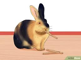The magpie and the japanese. How To Care For Harlequin Rabbits 13 Steps With Pictures