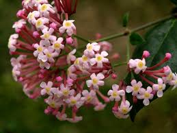 Image result for Rogiera cordata