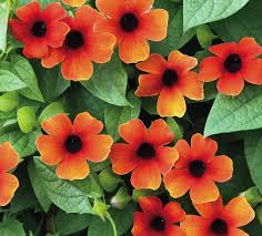 Image result for Thunbergia annua