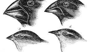 Jahrhunderts und bis zum zweiten weltkrieg sehr populär. Spektrum Kompakt Evolution Leben Im Wandel Spektrum Der Wissenschaft