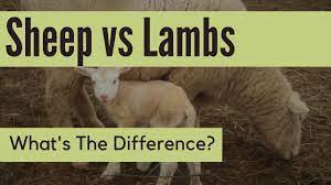 Why Do People Eat Lamb And Not Sheep Family Farm Livestock