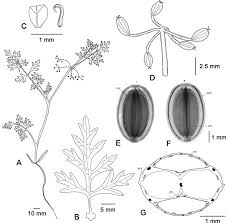 Image result for Afroligusticum aculeolatum