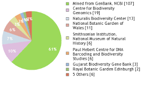 Image result for Pimpinella buchananii
