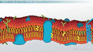 Which Of The Following Help Increase The Selective Permeability Of A Phospholipid Bilayer Membrane A Passive Carrier Proteins B Channel Proteins C Transport Proteins D Transport Proteins Channel Proteins And Passive Carrier