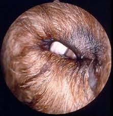 Image result for Entropion