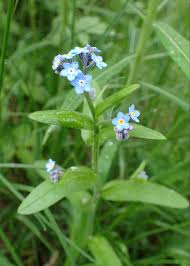 Image result for Bergia pentheriana