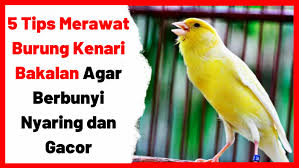 We did not find results for: 5 Tips Merawat Burung Kenari Bakalan Agar Berbunyi Nyaring Dan Gacor