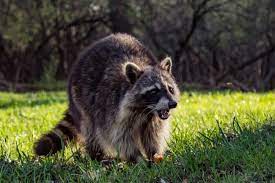 Do Raccoons Eat Cats Find Out How Dangerous They Are To Cats Tuxedo Cat