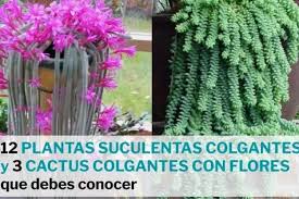 Cuando se trata de cactus que tienen flores, ya sean cilíndricos, esféricos o ramificados, las especies florales son bastante variadas, pudiendo observar. 12 Plantas Suculentas Colgantes Populares 3 Cactus Colgantes Con Flores