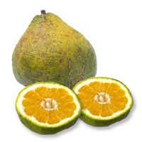 We did not find results for: Ugli Fruit Facts Recipes Ugli Tree Fruit Juice Health Benefits Ugli Sherbet Salald Ugli Fruit Nutrition