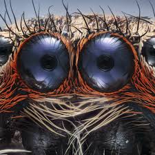 Strange and beautiful things under a microscope – in pictures | Environment  | The Guardian