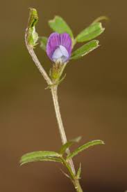 Image result for Vicia paucifolia