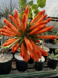 Image result for Leonotis nepetifolia