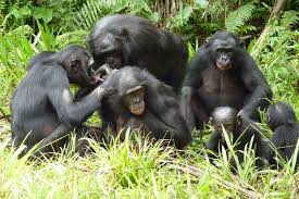 Un denim ce n'est pas uniquement une toile, c'est aussi une multitude de détails qui donnent du style et de la résistance ! Bonobos Apotar Wiki Fandom