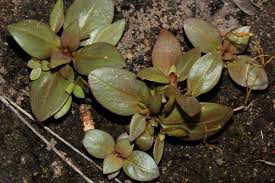 Image result for Faroa salutaris