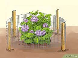 How To Prepare Hydrangeas For Winter Hydrangea Landscaping Hydrangea Care Winter Vegetables Gardening