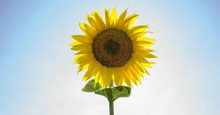 Ia hanya berwarna kuning cerah seperti jenis bunga matahari kebanyakan. 5 Cara Menanam Bunga Matahari Di Rumah Popmama Com