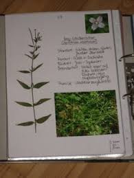 Die vorlage für das deckblatt und die. 15 Herbarium Ideen Herbarium Vorlage Gestalten Deckblatt Gestalten