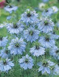 Maybe you would like to learn more about one of these? Nigella Love In A Mist Miss Jekyll Blue Nigella Seeds Flower Seeds By Mr Fothergills
