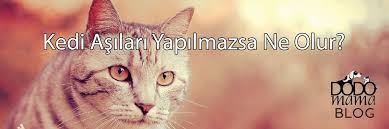 kedi asilari yapilmazsa ne olur