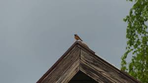Sound Of Birds Chirping In The Morning Mp3 Free Download Birds Singing In My Garden Free Sound Clips