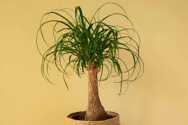 Image result for Asparagaceae