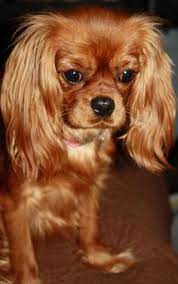 Cavalier king charles spaniel puppies for adoption in michigan. 10 King Charles Cavalier Spaniel Breeders Ideas King Charles Spaniel Cavalier