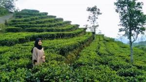 Bagaimana jika teh yang anda minum bisa anda petik langsung dari kebunnya. Murah Meriah Ini 4 Wisata Di Yogyakarta Untuk Libur Tahun Baru 2020
