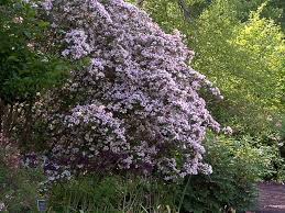 Image result for Kolkwitzia amabilis