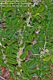 Image result for Maclura africana