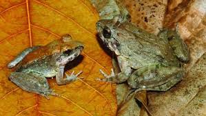 India Ceraikan Pasangan Katak Karena Turunkan Hujan Lebat