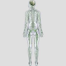 In human's body, the nervous system has two major parts: Nervous System Rear View Poster 0086 00046 04d