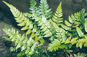 Image result for Polystichum sinense