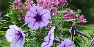 Voir plus d'idées sur le thème fleurs, jardins, fleur jardin. Plantes Et Fleurs Du Jardin D Ornement Description Varietes Et Soins